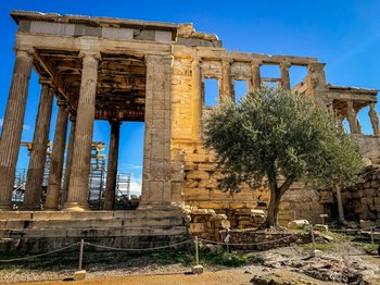The Erechtheion temple on the Acropolis in Athens, featuring the sacred olive tree of Athena and ancient Greek columns under a bright blue sky, 2026 travel guide.