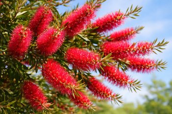 Flowers and Plants You’ll Commonly See in Greece