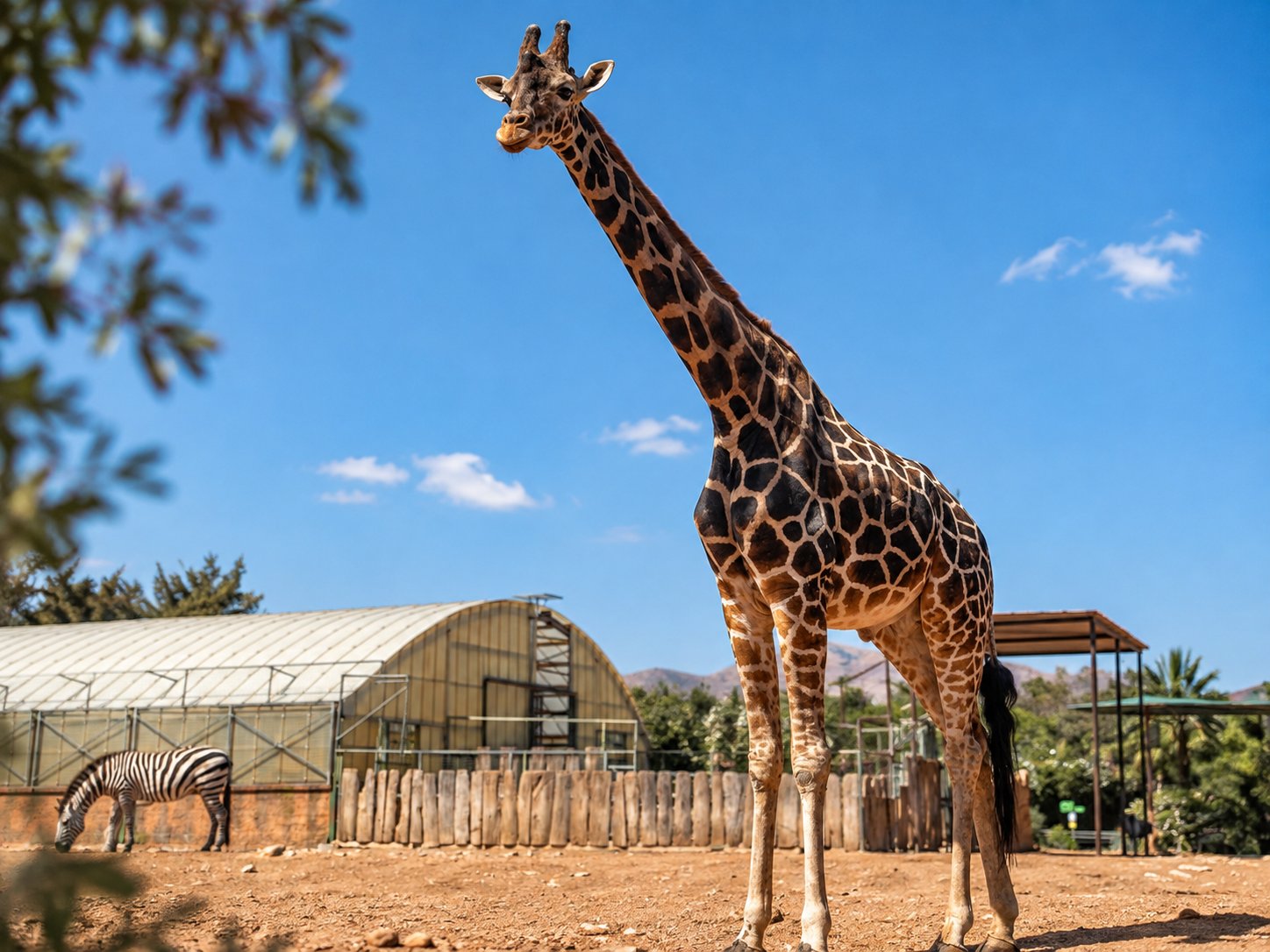 A tall giraffe standing outdoors at the Attica Zoological Park in Athens, Greece, with a zebra visible in the background.