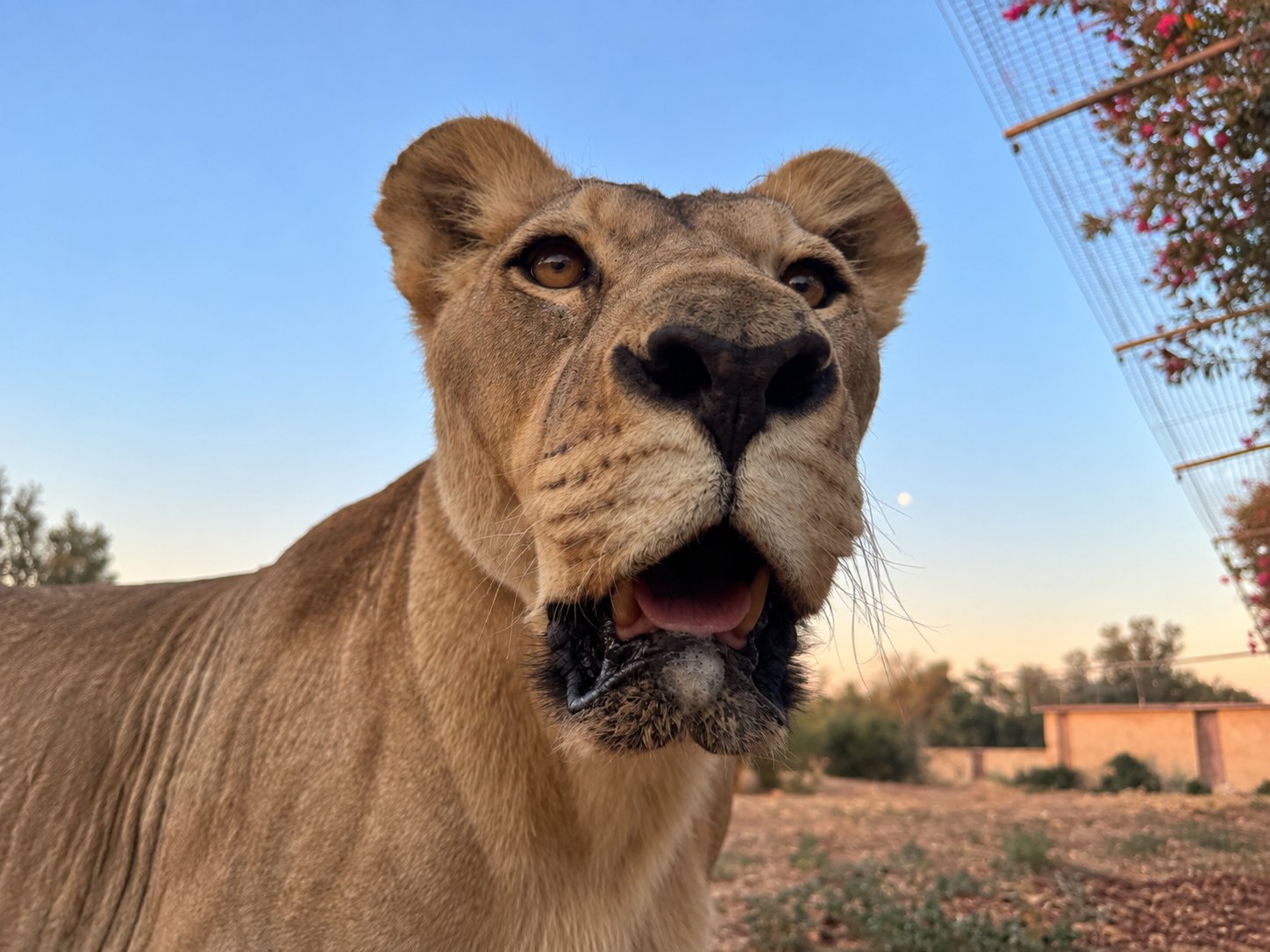 A close-up view of a lioness at the Attica Zoological Park in Spata, near Athens, Greece.